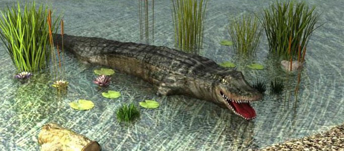 Crocodile