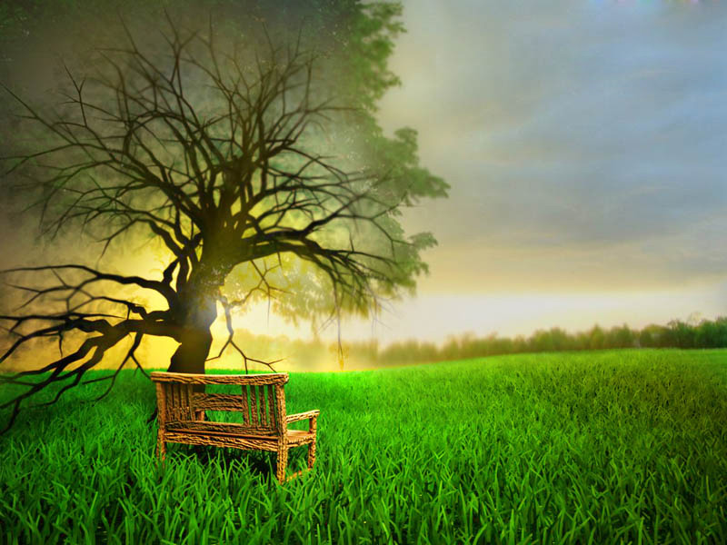 Tree Scene